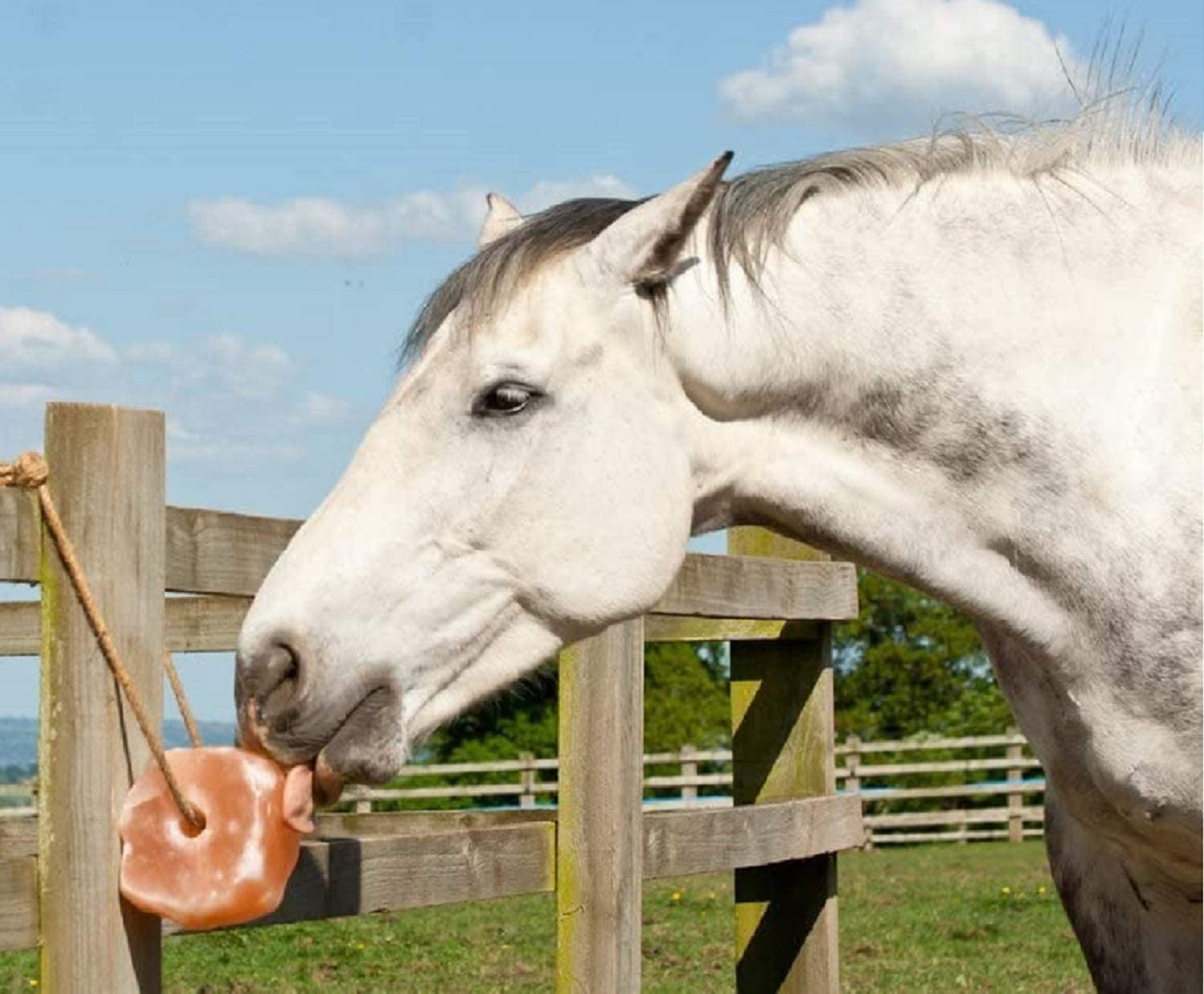 ANIMAL LICKING SALT